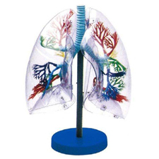 Transparent Lung Segments Model